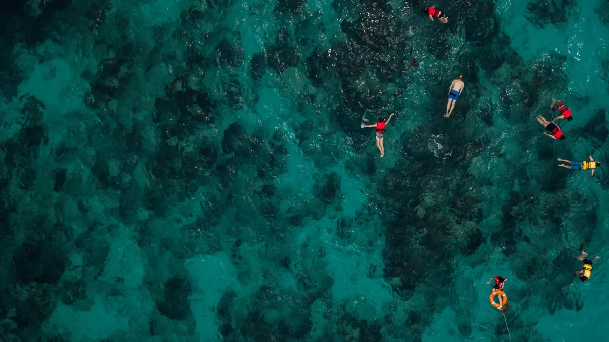Snorkeling and marine life